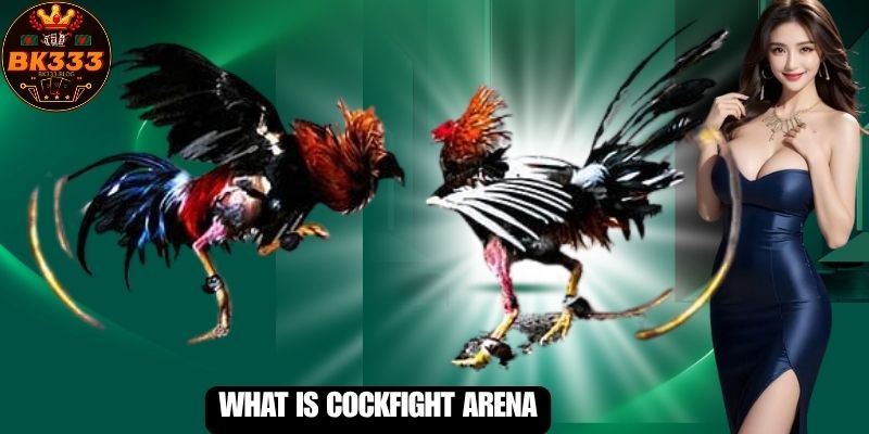 What Is Cockfight Arena